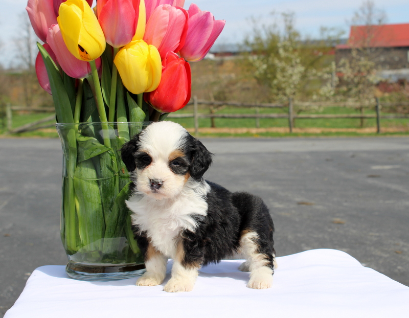 puppy, for, sale, Mini Bernedoodle F2, Matthew B. Stoltzfus, dog, breeder, Gap, PA, dog-breeder, puppy-for-sale, forsale, nearby, find, puppyfind, locator, puppylocator, aca
